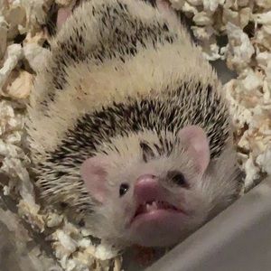 Meet your Posher, Dawson